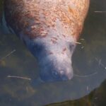Everglades: 2 hour Manatee, Dolphin & Birding Boat Tour - Starting Point at the Port of the Islands Marina