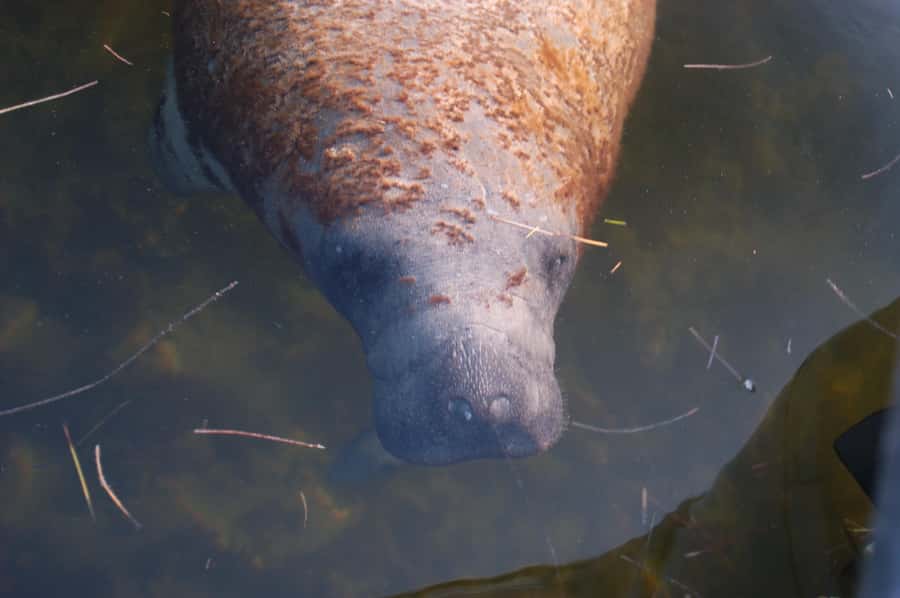 Everglades: 2 hour Manatee, Dolphin & Birding Boat Tour - Starting Point at the Port of the Islands Marina