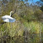 Everglades City: Guided Kayaking Tour of the Wetlands - Wildlife Viewing Opportunities During the Tour