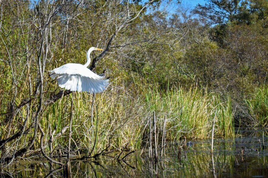 Everglades City: Guided Kayaking Tour of the Wetlands - Wildlife Viewing Opportunities During the Tour