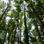 Everglades Day Safari from Sanibel, Fort Myers & Naples - Exploring the Western Everglades on a Guided Nature Walk