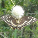 Everglades: Everglades Alligators and Orchids Kayak Eco Tour - Starting Point and Logistics for the Everglades Eco Tour