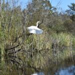 Everglades Guided Kayak Tour - Exploring the Big Cypress National Preserve and Its Tunnels