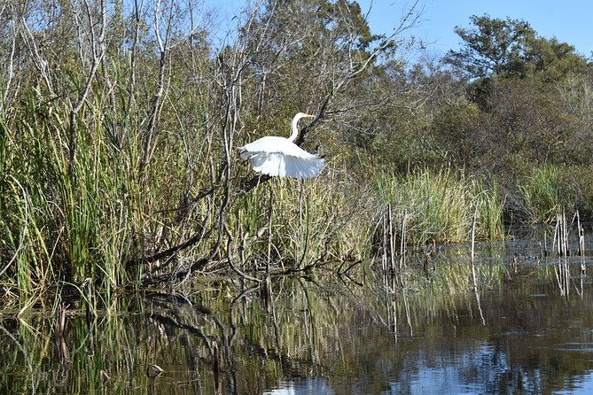 Everglades Guided Kayak Tour - Exploring the Big Cypress National Preserve and Its Tunnels