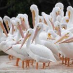 Everglades Manatee, Dolphin and Birding Boat Tour (2 hours) - Starting Point and How to Join the Tour