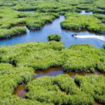 Everglades: Mangrove Maze Airboat Tour and Boardwalk - Discovering the Mangrove Maze by Airboat