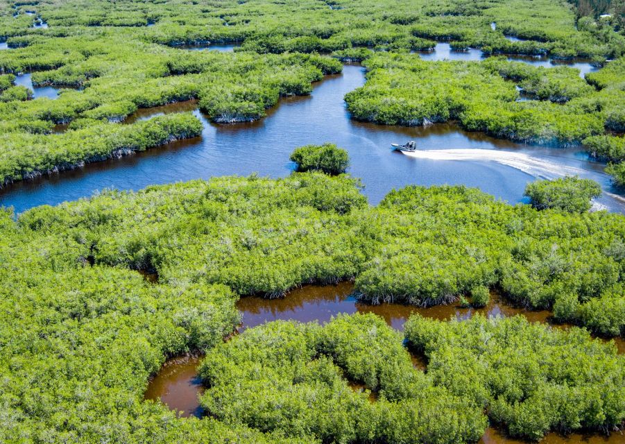 Everglades: Mangrove Maze Airboat Tour and Boardwalk - Discovering the Mangrove Maze by Airboat