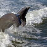 Everglades National Park Biologist Led Adventure: Cruise, Hike + Airboat - Cruise in the Ten Thousand Islands for Marine Wildlife