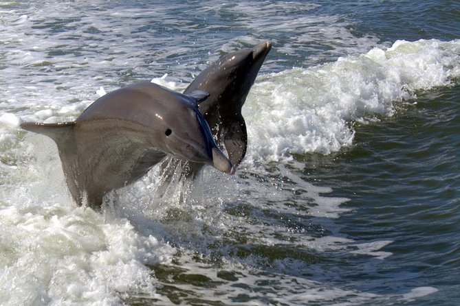 Everglades National Park Biologist Led Adventure: Cruise, Hike + Airboat - Cruise in the Ten Thousand Islands for Marine Wildlife
