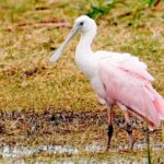 Everglades National Park Boat Tour - Wildlife Encounters You Can Expect on the Water