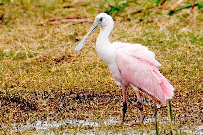 Everglades National Park Boat Tour - Wildlife Encounters You Can Expect on the Water