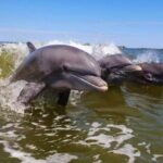 Everglades National Park: Motorboat Eco Tour - What Makes the 3-Hour Motorboat Tour Unique