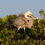 Everglades Private 2.5 Hour Photo and Birding Safari - Why Choose the Private Everglades Photo and Birding Safari?
