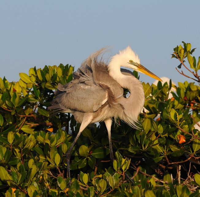 Everglades Private 2.5 Hour Photo and Birding Safari - Why Choose the Private Everglades Photo and Birding Safari?