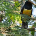 Exclusive birdwatching tour in Campeche - Guided tours led by ornithological biologists