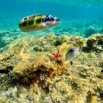 Exclusive boat tour max 9 people tropea capo vatican - Visiting Capo Vaticano’s Cliff of Myths and Legends