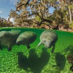 Exclusive Small Group VIP Heated Manatee Snorkel Tour - How the Tour Makes Snorkeling with Manatees Comfortable and Respectful