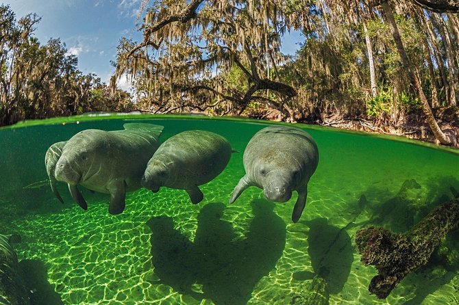 Exclusive Small Group VIP Heated Manatee Snorkel Tour - How the Tour Makes Snorkeling with Manatees Comfortable and Respectful