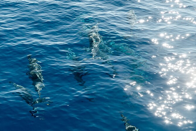 Exclusive Waikiki Yacht Snorkel with Lunch and Bevs - Searching for Marine Wildlife: Dolphins, Turtles, and Whales