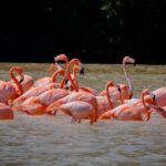 Excursion to Celestun Biosphere and Beach Day from Merida - Pickup and Start at Paseo Montejo Starbucks