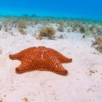 Excursion to Cozumel from Cancun - Snorkeling at Palancar Reef: Coral, Colors, and Marine Life