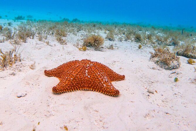 Excursion to Cozumel from Cancun - Snorkeling at Palancar Reef: Coral, Colors, and Marine Life