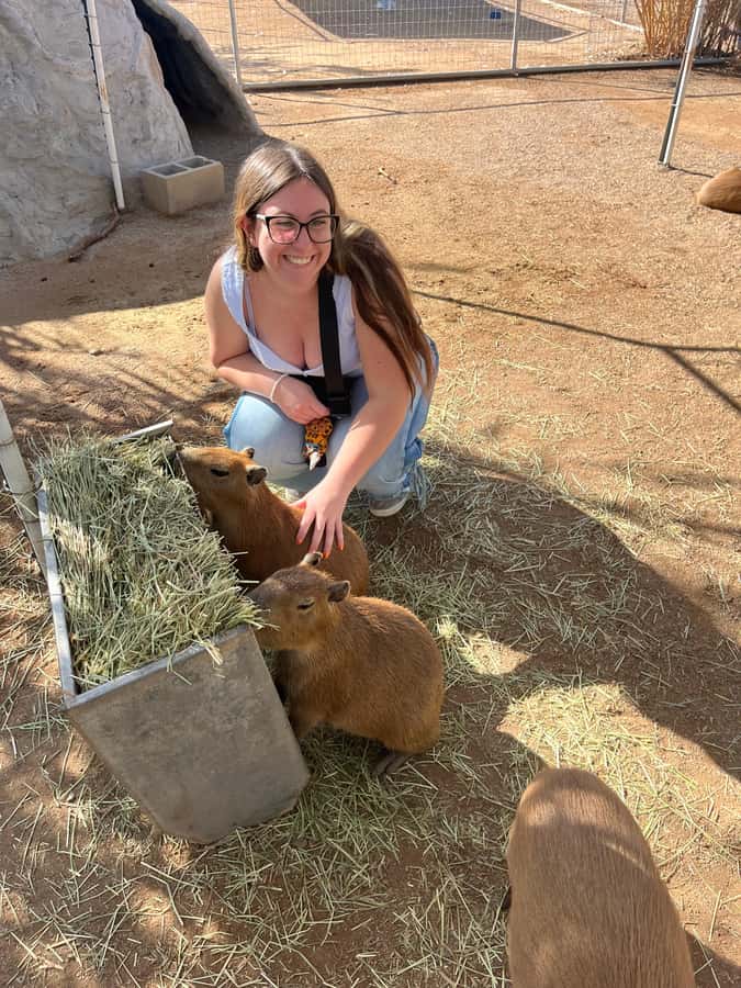 Exotic Animal Encounter Marana, AZ - 15 Friendly Capybara - The Location and Meeting Point in Marana, AZ