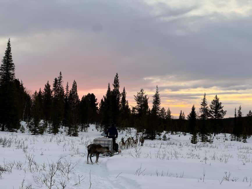 Experience a reindeer feeding tour in the wild - Traditional Reindeer Herding Practices Revealed