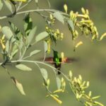 Experience Oaxaca Birdwatching at Dawn - Teotitlán del Valle and the Forests of Oaxaca