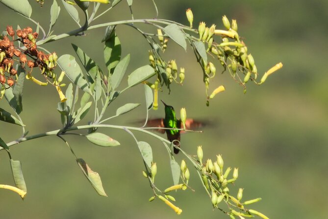 Experience Oaxaca Birdwatching at Dawn - Teotitlán del Valle and the Forests of Oaxaca