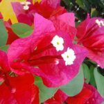 Expert Guided: Chichen Itza Tour with Early Access - Pickup and Transportation in Cancun