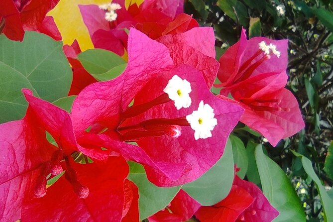 Expert Guided: Chichen Itza Tour with Early Access - Pickup and Transportation in Cancun