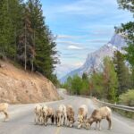 Explore Banff National Park & Lake Louise Day Trip - Johnston Canyon and the Ice Walk Experience