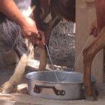 Explore Shepherds Hut and Cheese Making Process - Visit the Apithano Honey Museum for Tasting and Learning