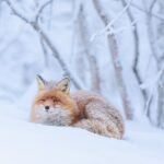 Explore the Norwegian Fjords and the Wildlife From Abisko - Wildlife Encounters You Can Expect