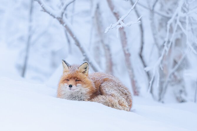 Explore the Norwegian Fjords and the Wildlife From Abisko - Wildlife Encounters You Can Expect