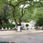 Explore the Secrets of Wine and Olives in Chania - Visiting the 3,000-Year-Old Olive Tree at Ano Vouves