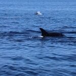 Express tour to Benagil Cave & Marinha - Dolphin Spotting and Coastal Landmarks