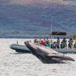 Eye-Level Whale or Dolphin Watching Eco-Raft Tour from Lahaina - The Unique Experience of Eye-Level Whale Watching