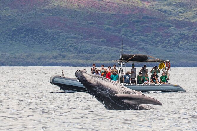 Eye-Level Whale or Dolphin Watching Eco-Raft Tour from Lahaina - The Unique Experience of Eye-Level Whale Watching