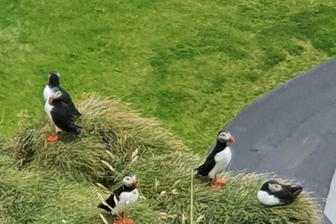 Eyjascooter Puffin Tour in Iceland - Scenic Views and Natural Wonders of Heimaey