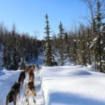 Fairbanks: 1-Hour Alaskan Winter Dog Sledding Adventure - Scenic Winter Landscape and Husky Team Dynamics