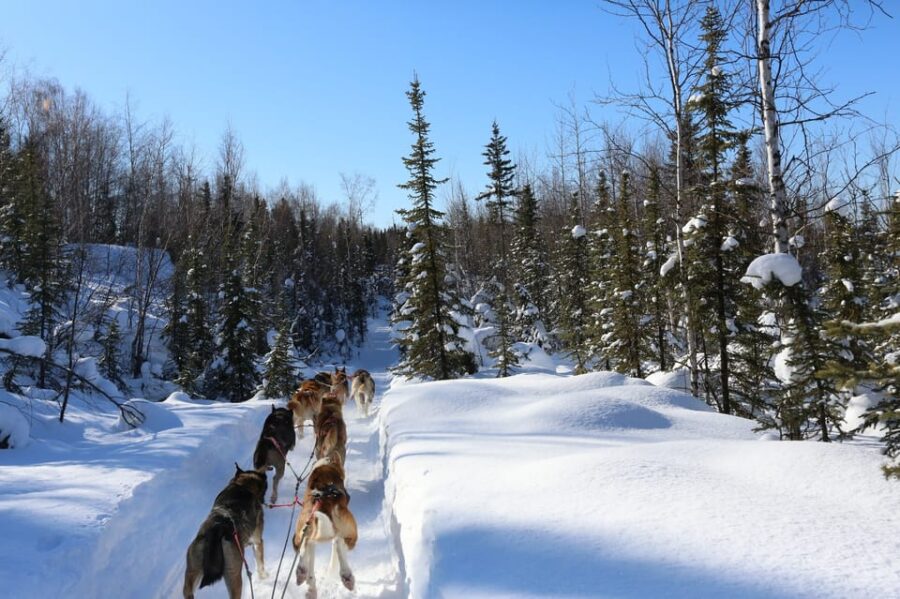 Fairbanks: 1-Hour Alaskan Winter Dog Sledding Adventure - Scenic Winter Landscape and Husky Team Dynamics