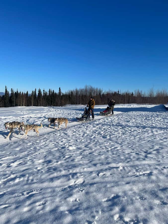 Fairbanks: 2-Hour Basic Dog Mushing School - Learning the Art of Dog Mushing from Experts