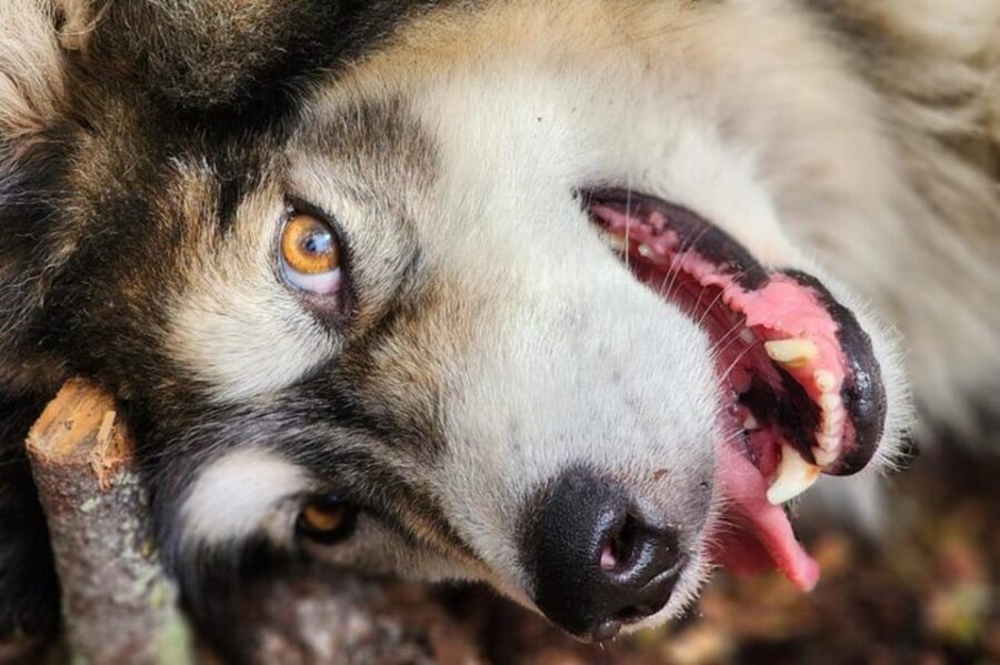 Fairbanks: Alaskan Summer Sled Dog Adventure - Meeting Point Near Fairbanks on Well-Maintained Roads