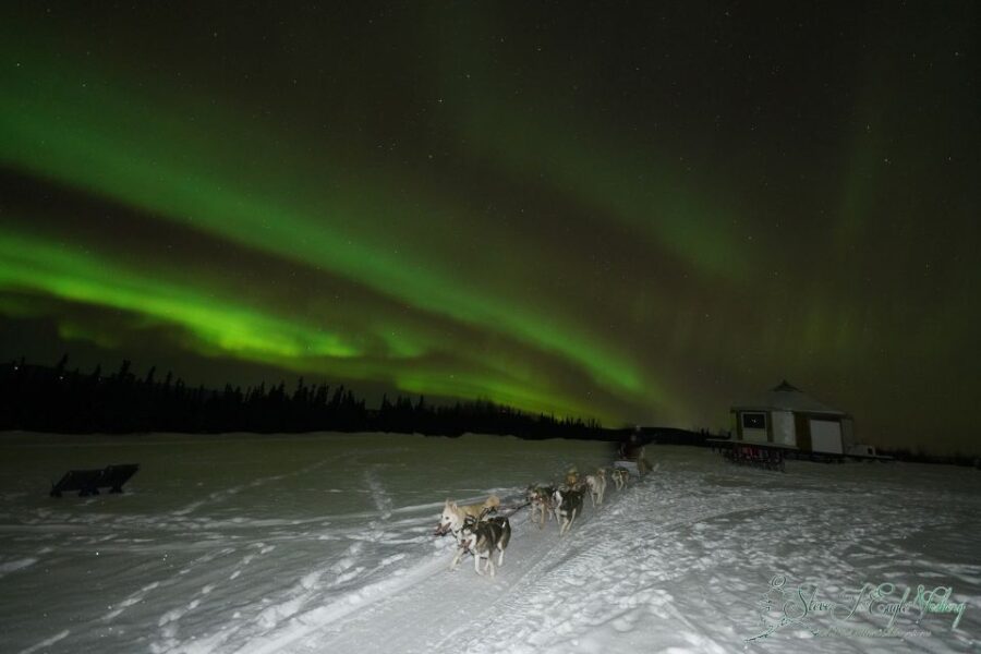 Fairbanks: Moonlight Dog Sled, Dinner & Northern Lights - Moonlit Dog Sledding in Open Spaces