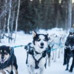 Fairbanks: Private Mush on the Historic Yukon Quest Trail - Meeting Point and Access for Fairbanks Adventure