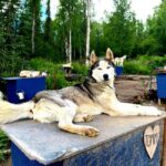 Fairbanks: Siberian Husky Kennel Tour - Visiting the Oldest Siberian Husky Kennel in the World