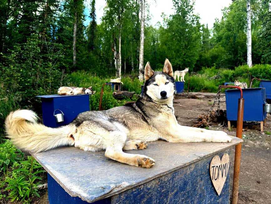 Fairbanks: Siberian Husky Kennel Tour - Visiting the Oldest Siberian Husky Kennel in the World