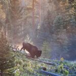 Fairy Falls Day Hike Tour - Starting Point at Old Faithful Visitor Center